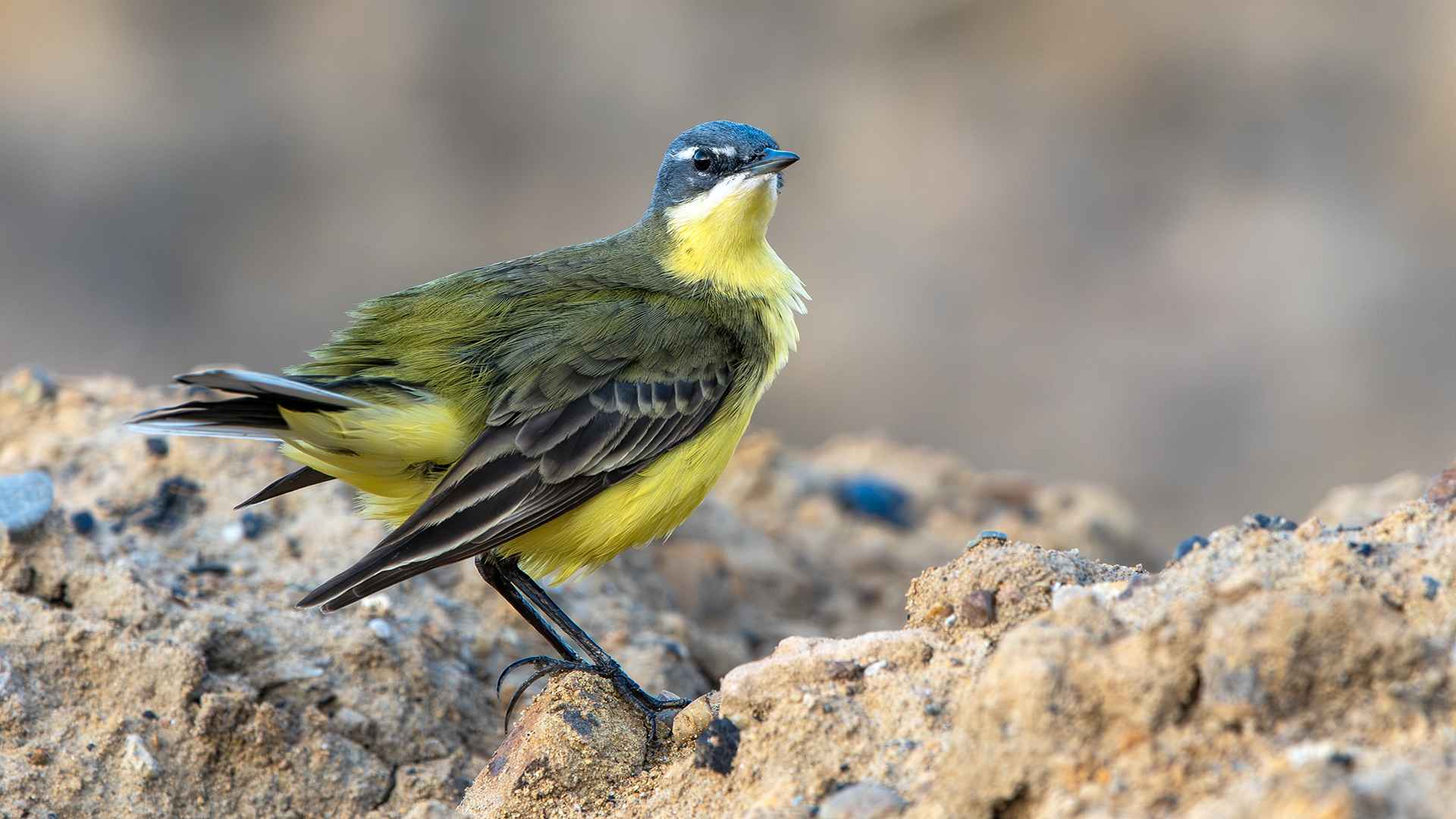 Western Yellow Wagtail